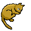 Katt